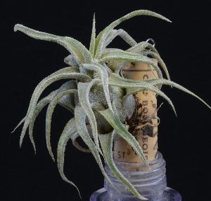 Tillandsia streptophylla.jpg